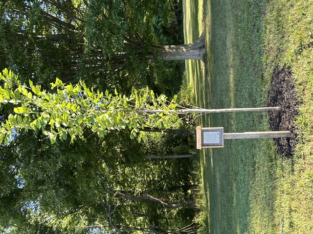 Allentow's Liberty Tree