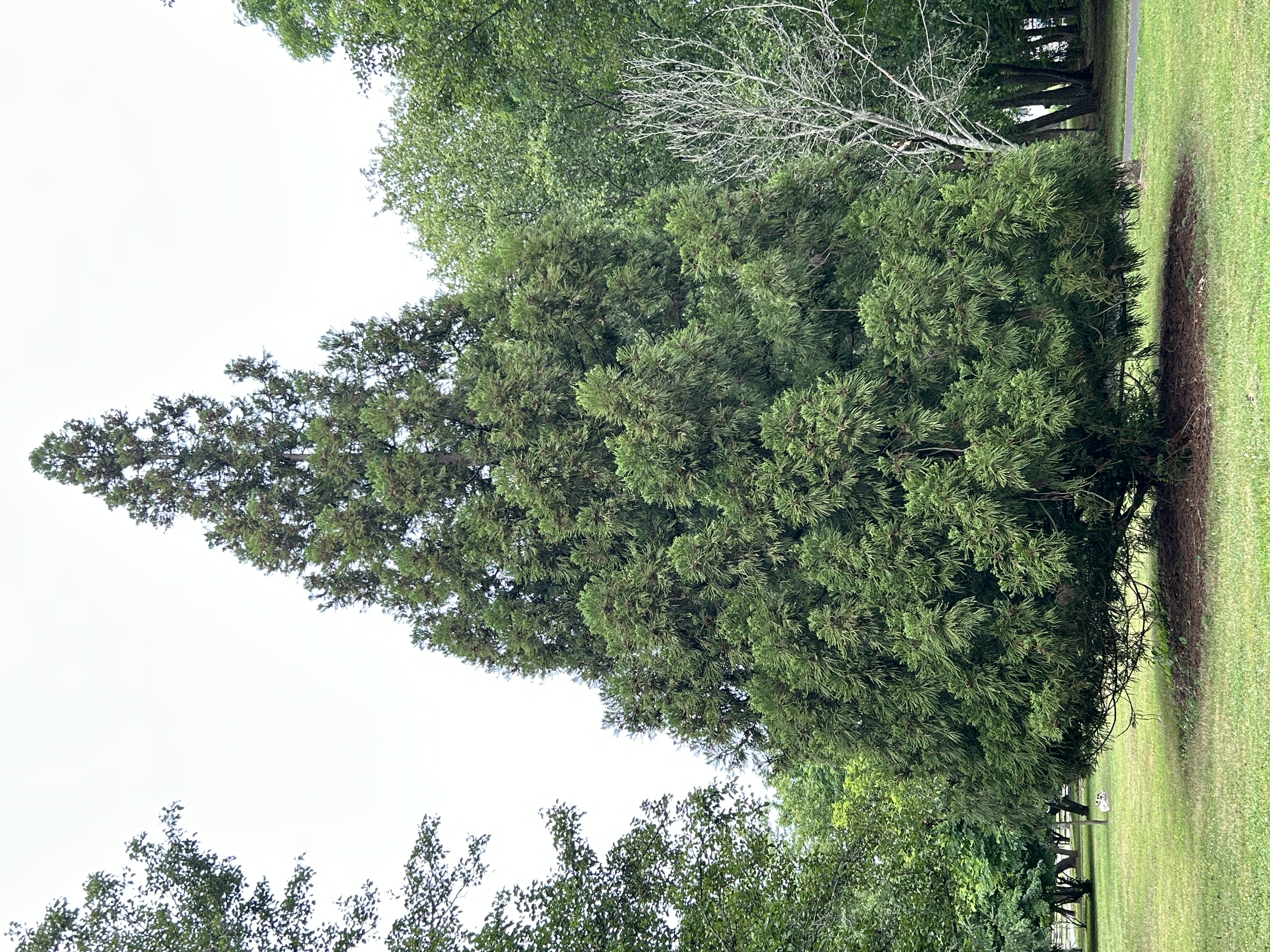 Japanese Red Cedar